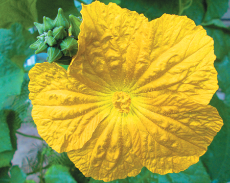 A Recipe for Luxurious Luffas